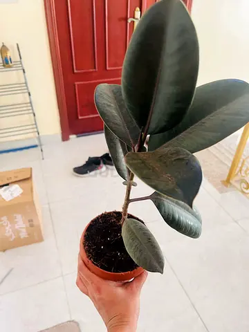 Indoor Rubber Plant in Pot
