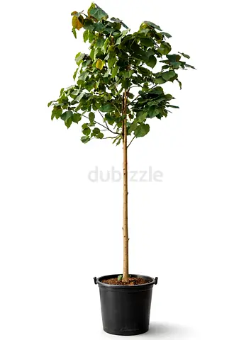 Hibiscus Tiliaceus Tree | Sea Hibiscus | Fast‑Growing Outdoor Shade Tree | Ideal for Villas