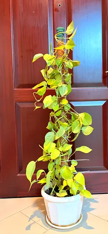 Green Indoor Plant in White Pot - Perfect for Home Decor
