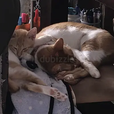 Nuke - Hyper Ball of Love - Rescue, Vaccinated, Neutered