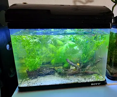 Aquarium Tank