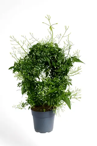 Buy Holland Jasmine Plant in UAE | Fragrant Jasminum Polyanthum | Indoor  Outdoor
