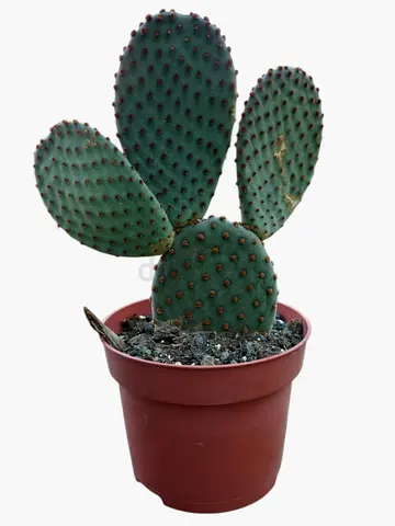 Buy Bunny Ear Cactus in UAE | Opuntia Microdasys Succulent Plant | AED 65