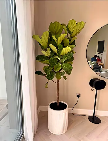 Stunning Fiddle Leaf Fig Tree in Stylish Pot