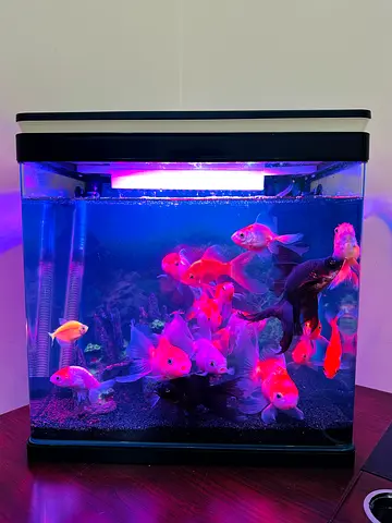 Vibrant Fish Tank with Beautiful Goldfish
