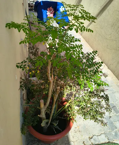 Big plant pot and 3 plants