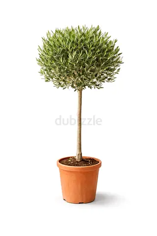 Buy Spanish Olive Tree 120–140 cm in UAE | Live Olea Europaea | AED 450