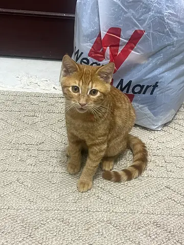 Ginger kitten for adaption