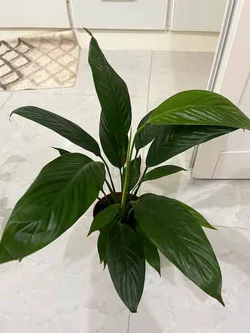 Beautiful Indoor Plant for Sale
