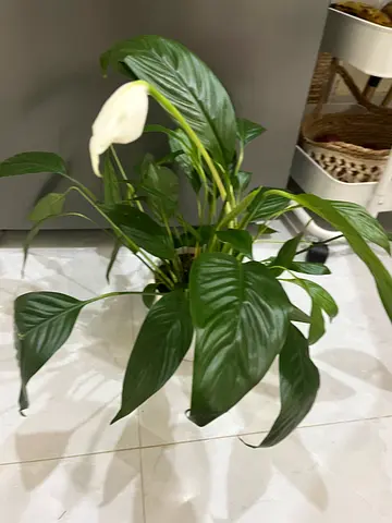 Beautiful Indoor Plant for Sale