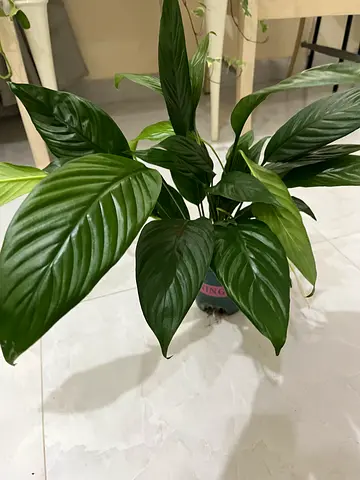 Beautiful Indoor Plant with Lush Green Leaves