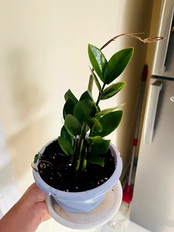 Beautiful Zamioculcas zamiifolia Plant in Pot