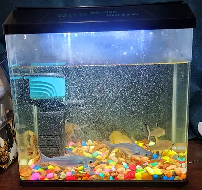 Beautiful Aquarium with Colorful Fishes. Size Lxbxh: 38x23x35 cm