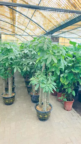 Beautiful Indoor Plants for Your Home