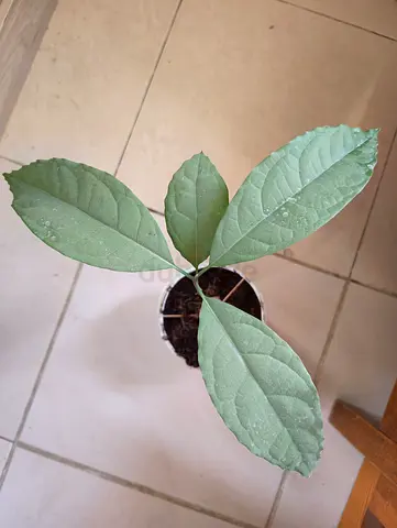 Healty avocado plant.