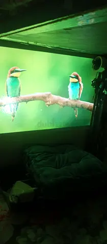 hare:
Promate Beamer-250R ANSI LumenPremot High-Quality Multimedia Projector Ideal for Home Theaters