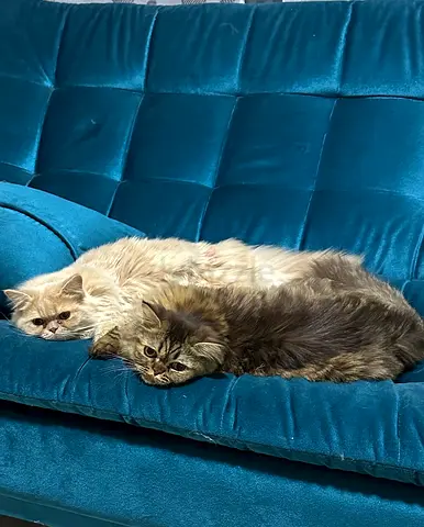 Two Cats for adoption