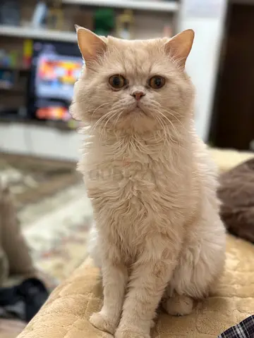 Adorable Persian Cat with Passport