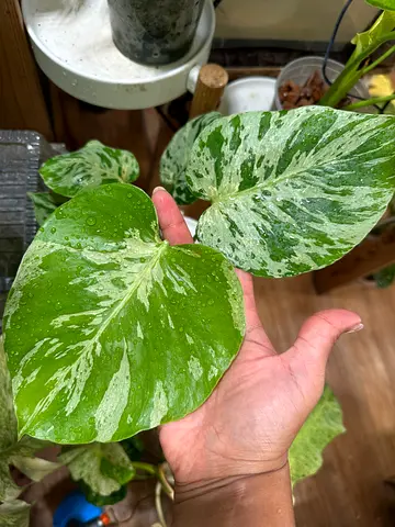 Monstera Bulbasaur plant Aed1250/-. Well established in leca