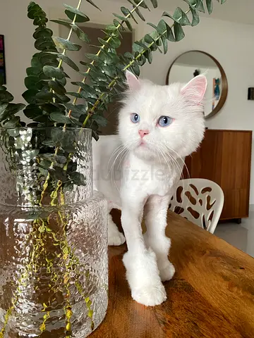 Cat for free adoption