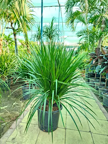 Dracaena outdoor