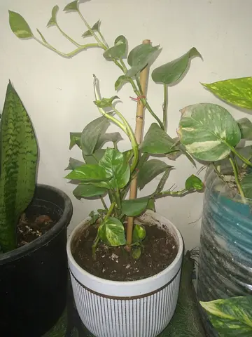 Beautiful Potted Plant for Home Décor