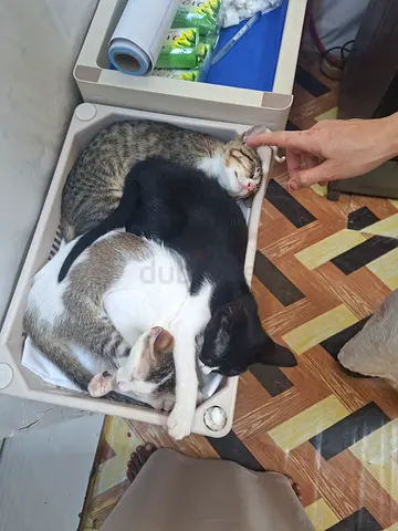 Free kittens and mom cat