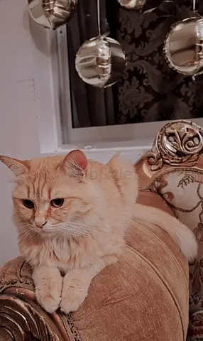 Beautiful Ginger Cat Looking for a Loving Home