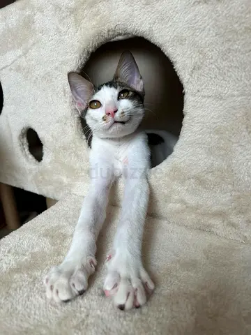 TALAL needs a loving forever home!