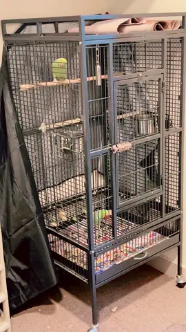 Big parrot cage with green neck parrots