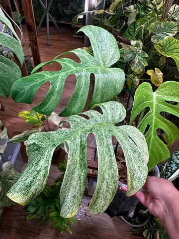 Full Mint Monstera plant . Well settled in leca. 3 large leaves Aed550/--