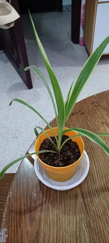 free plant