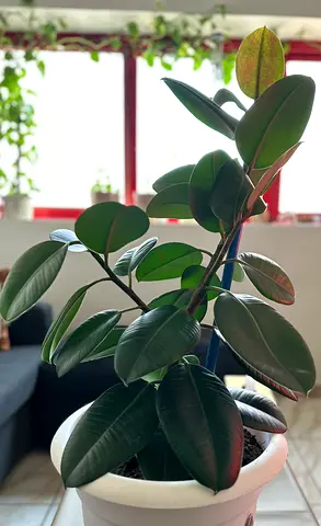 Rubber Plant (Ficus Elastica)
