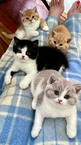 Adorable Kittens Looking for Loving Homes