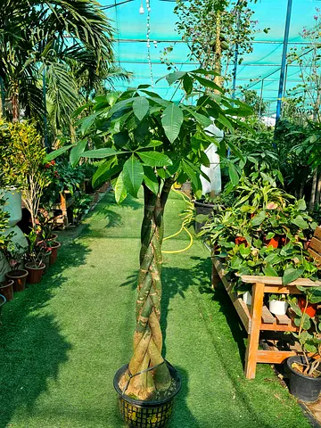 Pachira indoor 1.5 meter Hight