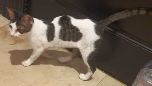 Trevor needs a safe happy home for his life