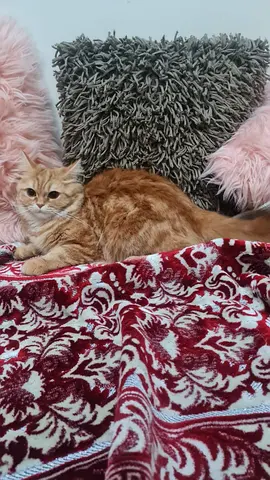 Adorable Cat Looking for a Loving Home