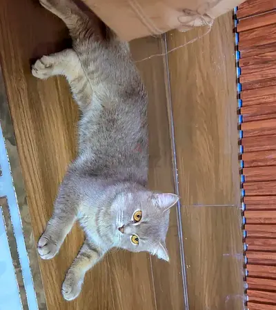 Adorable Grey Cat Looking for a Loving Home (male)