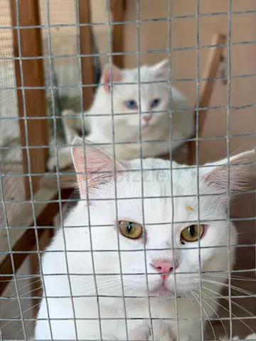 Beautiful Persian Cat Pair for Adoption
