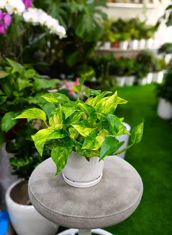 Well Money plant zero maintenance