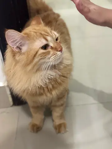 Cats for adoption Free