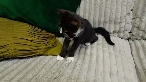 Adorable Black and White Kitten Looking for a Loving Home