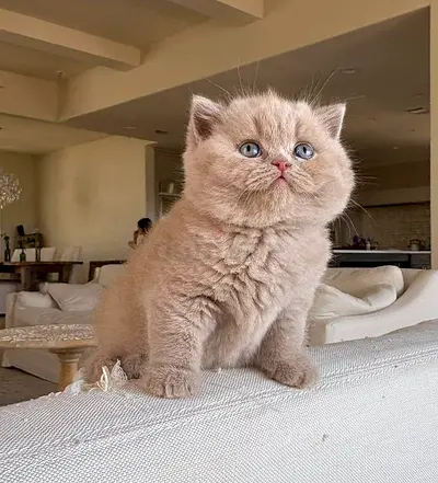 Adorable British Shorthair Kitten Looking for a Loving Home