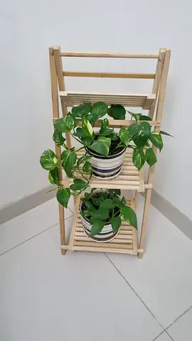 Two Money Plants with Stylish Wooden Plant Stand