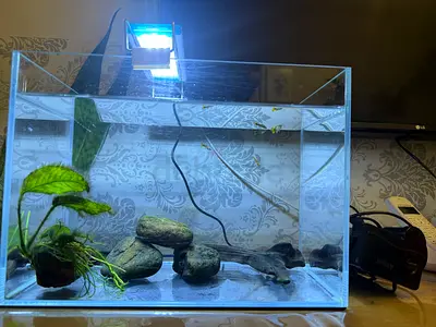 Glass Fish Tank with accessories