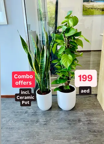 Potted Combo Offer: Money Plant (1.1mtr) + Snake Plant (1mtr) in Ceramic Pots