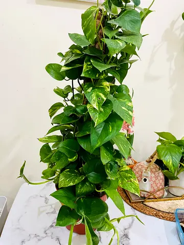 Indoor Potted Plant - Perfect for Home Decoration