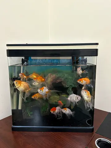 Beautiful Goldfish