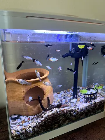 Small fish tank with Fish and soil