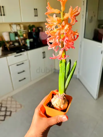 Beautiful Potted Flower Plant(Amazing scent)